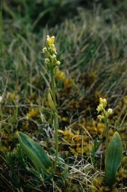 Bluntleaved orchid (Platanthera obtusata, Gen. Sp. Orchid. Pl.: 284 (1835))