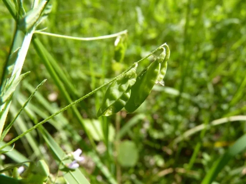 Slender tare (Vicia parviflora, Anales Ci. Nat. 4: 73 (1801))