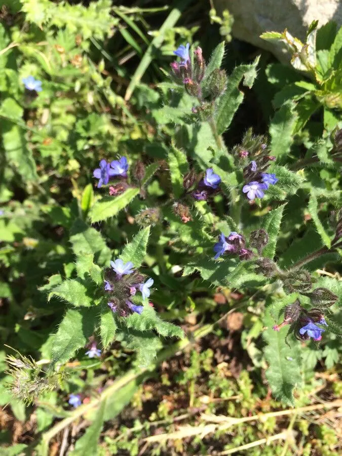 Bugloss (Anchusa arvensis, Fl. Taur.-Caucas. 1: 123 (1808))