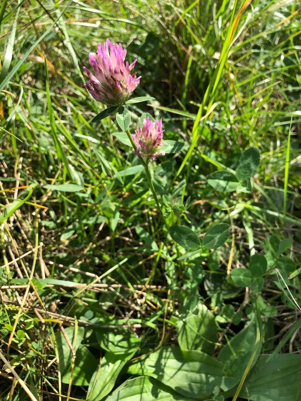 Mammoth clover (Trifolium medium, Amoen. Acad. 4: 105 (1759))