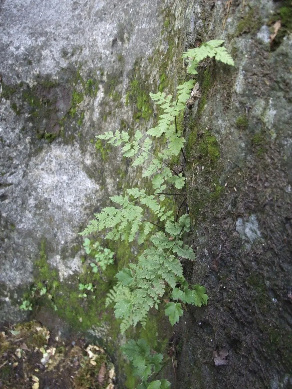 Upland brittle bladderfern (Cystopteris tenuis, Mém. Soc. Linn. Paris 6(3): 263 (1827))