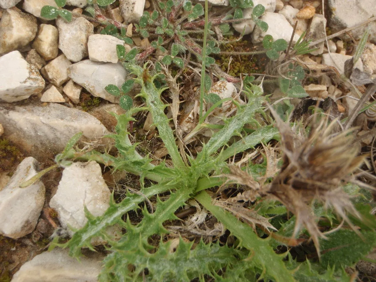 Cage thistle (Atractylis cancellata, Sp. Pl.: 830 (1753))