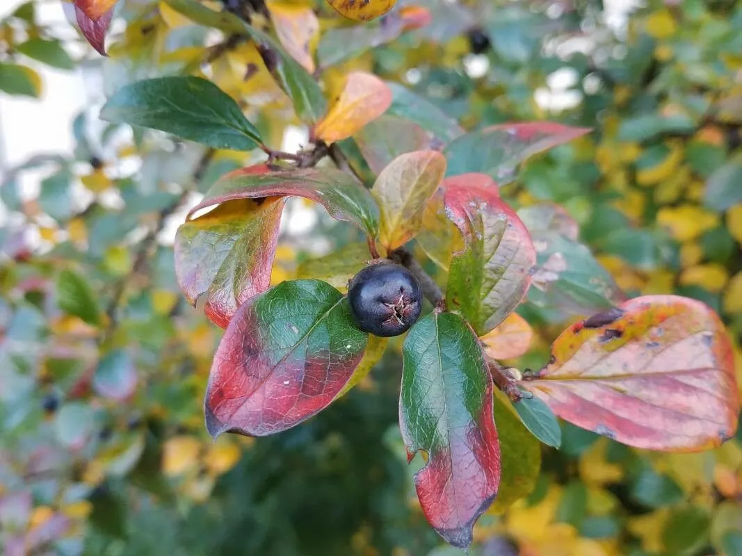 Shiny cotoneaster (Cotoneaster lucidus, None)