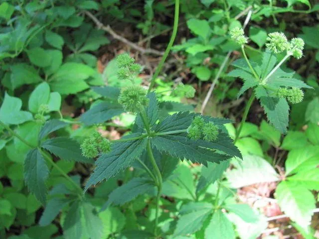 Black snakeroot (Sanicula marilandica, Sp. Pl.: 235 (1753))