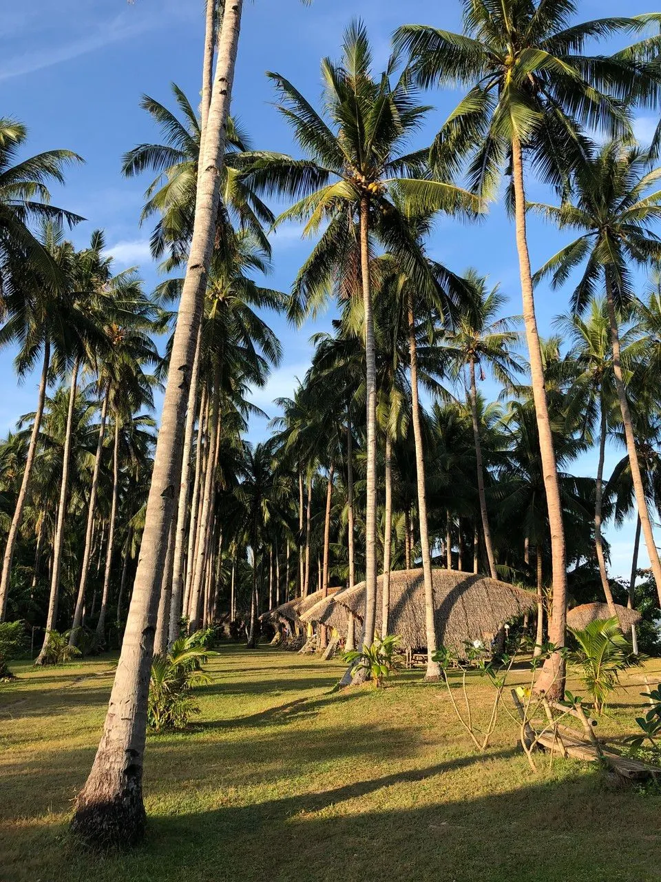 Coconut (Cocos nucifera, Sp. Pl.: 1188 (1753))