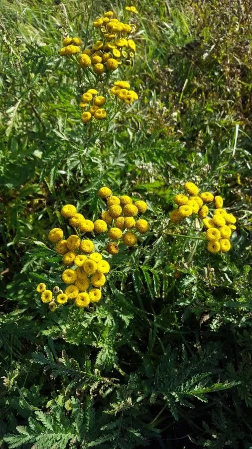 Golden-buttons (Tanacetum vulgare, Sp. Pl.: 844 (1753))