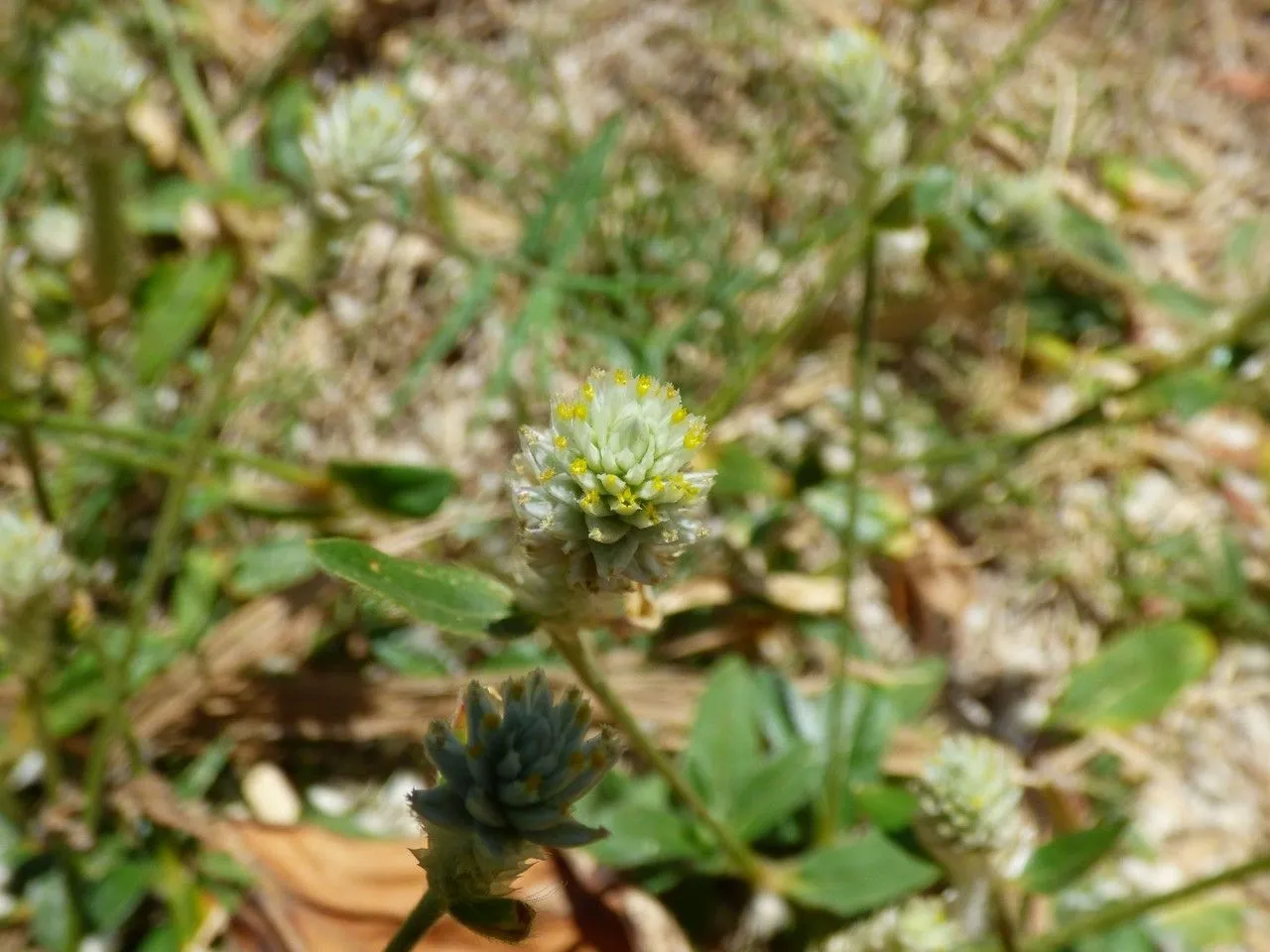 Gomphrena-weed (Gomphrena celosioides, Nova Acta Phys.-Med. Acad. Caes. Leop.-Carol. Nat. Cur. 13: 301 (1826))