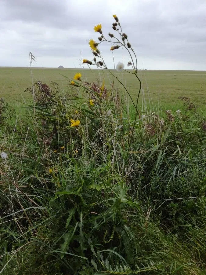 Field sow thistle (Sonchus arvensis, Sp. Pl.: 793 (1753))