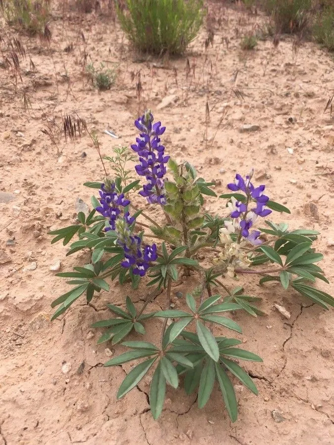 Rusty lupine (Lupinus pusillus, Fl. Amer. sept. 2:468. 1813)