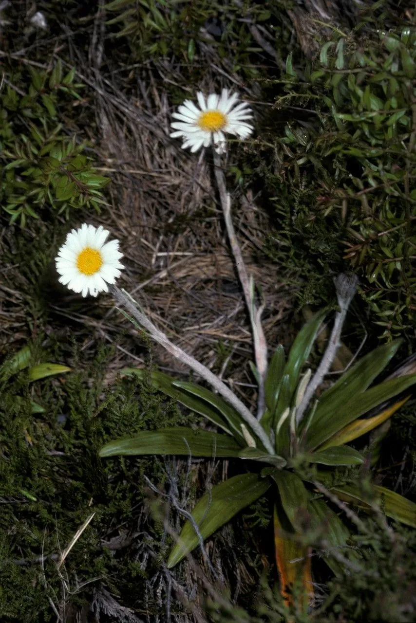 Common mountain daisy (Celmisia spectabilis, Fl. Antarct. 1: 35 (1844))