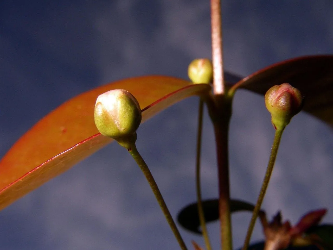 Blackrodwood (Eugenia biflora, Prodr. 3: 276 1828)