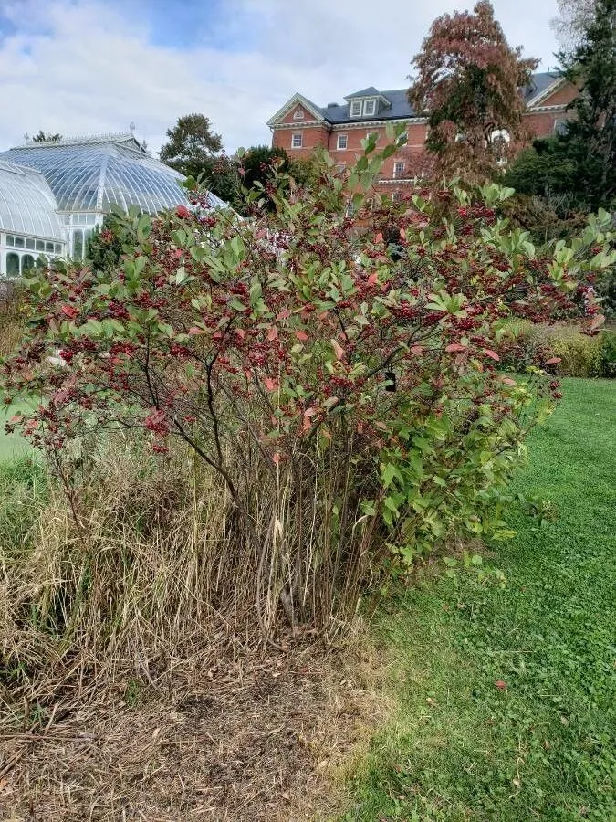 Red chokeberry (Aronia arbutifolia, Syn. Pl. 2: 39 (1806))