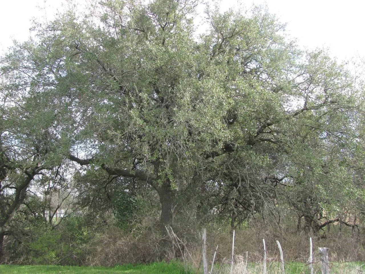 Texas live oak (Quercus fusiformis, Fl. S.E. U.S.: 353 (1903))