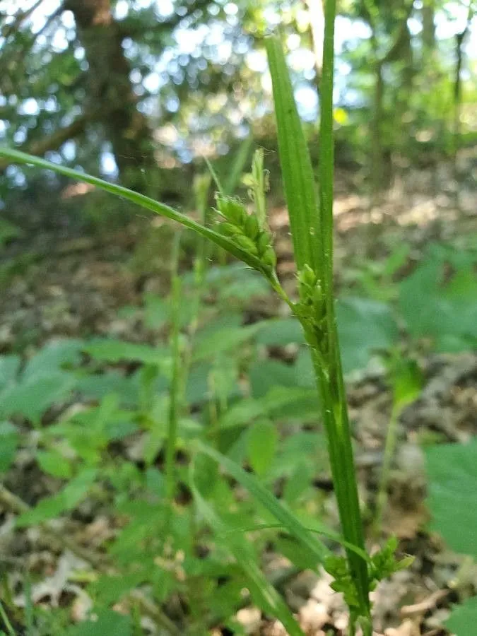 Inflated narrow-leaf sedge (Carex grisea, Kongl. Vetensk. Acad. Nya Handl. 24: 154 (1803))