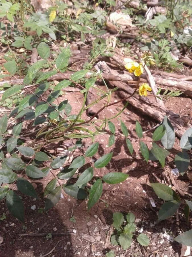 Arsenic bush (Senna septemtrionalis, Mem. New York Bot. Gard. 35: 365 (1982))