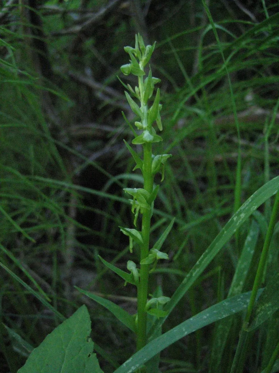 Modoc bog orchid (Platanthera stricta, Gen. Sp. Orchid. Pl.: 288 (1835))