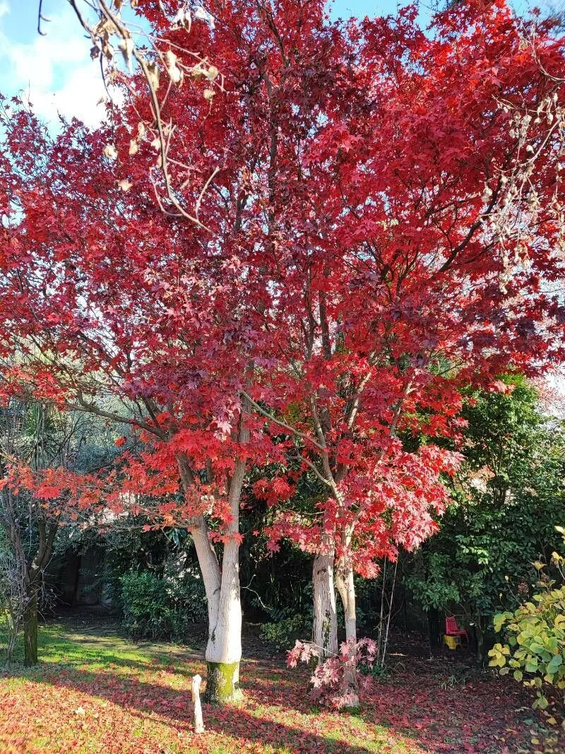 Japanese maple (Acer japonicum, J.A.Murray, Syst. Veg. ed. 14: 911 (1784))