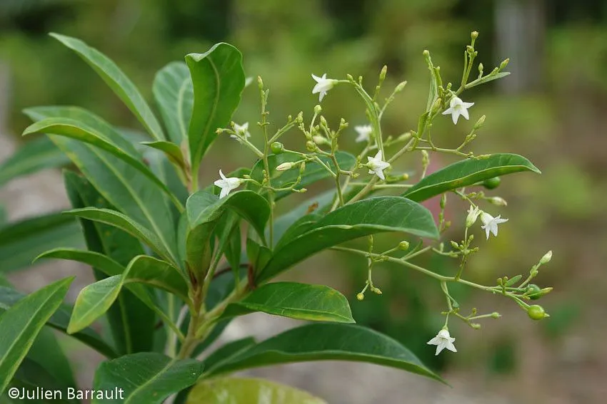 Corkwood tree (Duboisia myoporoides, Prodr. Fl. Nov. Holland.: 448 (1810))