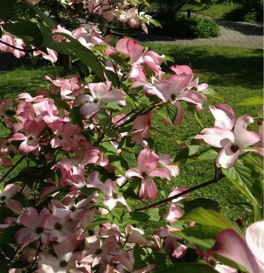 Flowering dogwood (Cornus florida, Sp. Pl.: 117 (1753))