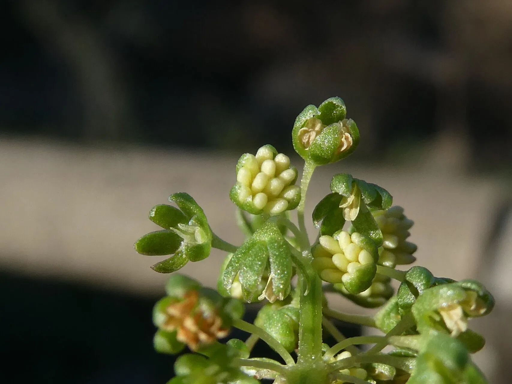 Lesser-jack (Emex spinosa, None)