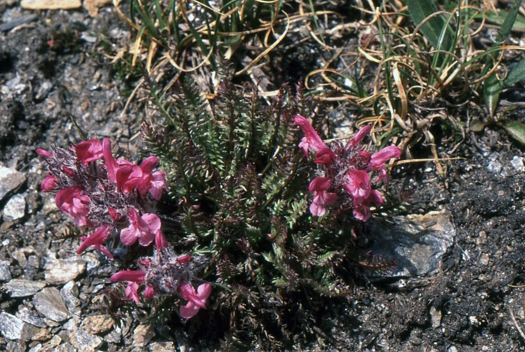 Beaked lousewort (Pedicularis rostratocapitata, Stirp. Austr. Fasc., ed. 2: 320 (1769))