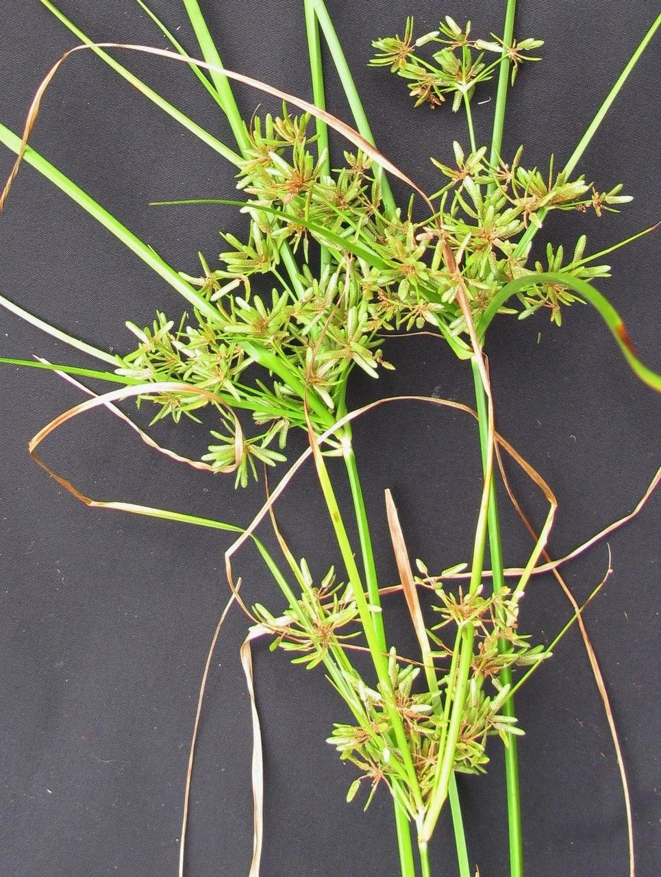 Pond flatsedge (Cyperus ochraceus, Enum. Pl. Obs. 2: 325 (1805))