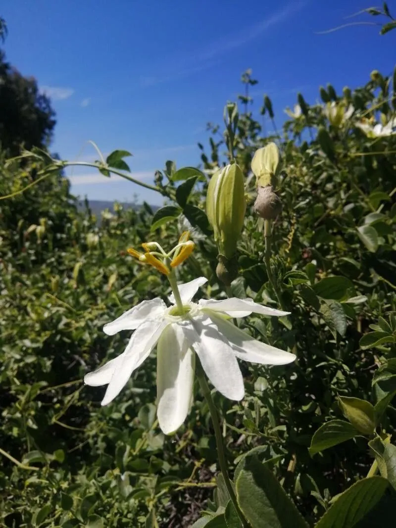 White passionflower (Passiflora subpeltata, Nov. Rar. Pl. Descr. Dec.: 78 (1798))