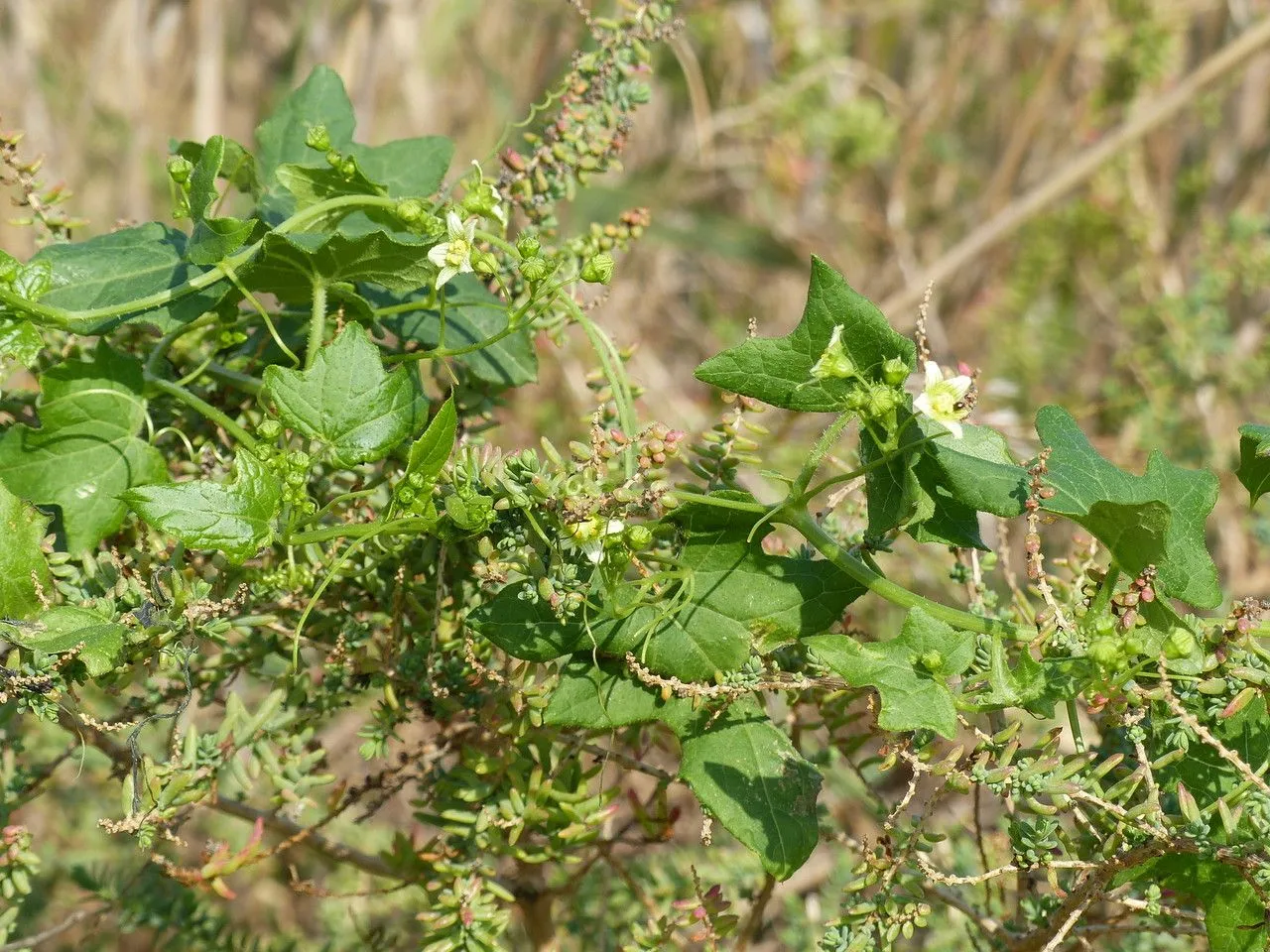 White bryony (Bryonia alba, Sp. Pl.: 1012 (1753))