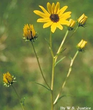 Swamp sunflower (Helianthus angustifolius, Sp. Pl.: 906 (1753))