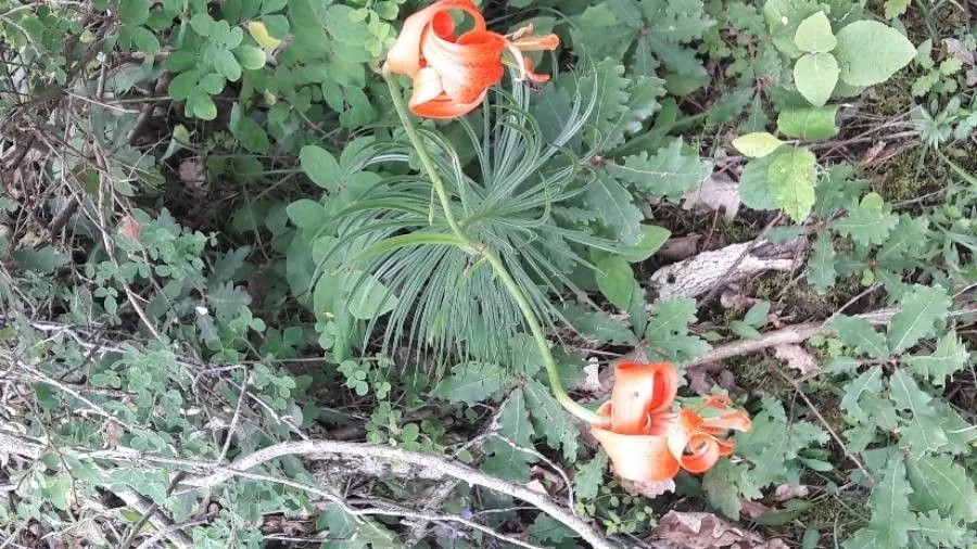 Minor turk’s-cap lily (Lilium pomponium, Sp. pl. 1:302. 1753)