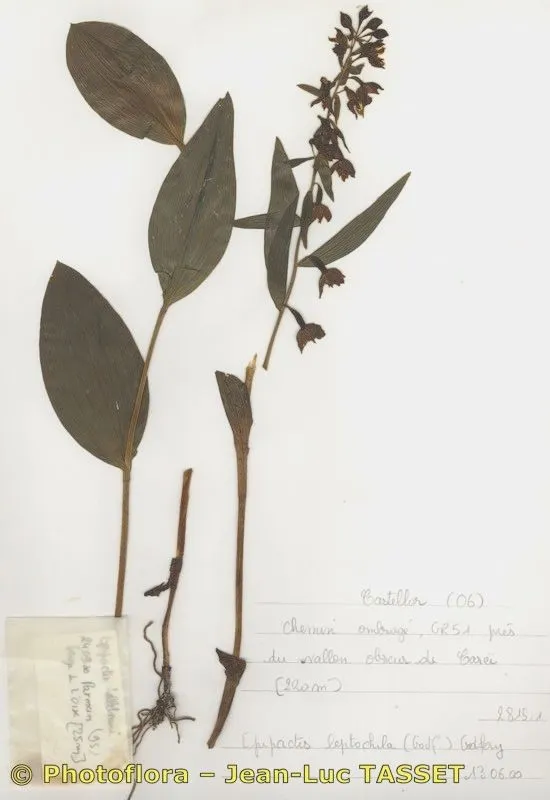 Narrow-lipped helleborine (Epipactis leptochila, J. Bot. 59: 146 (1921))