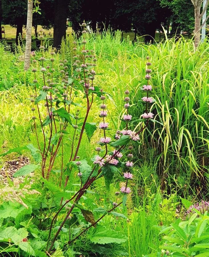 Tuberous jerusalem sage (Phlomoides tuberosa, Methodus: 403 (1794))