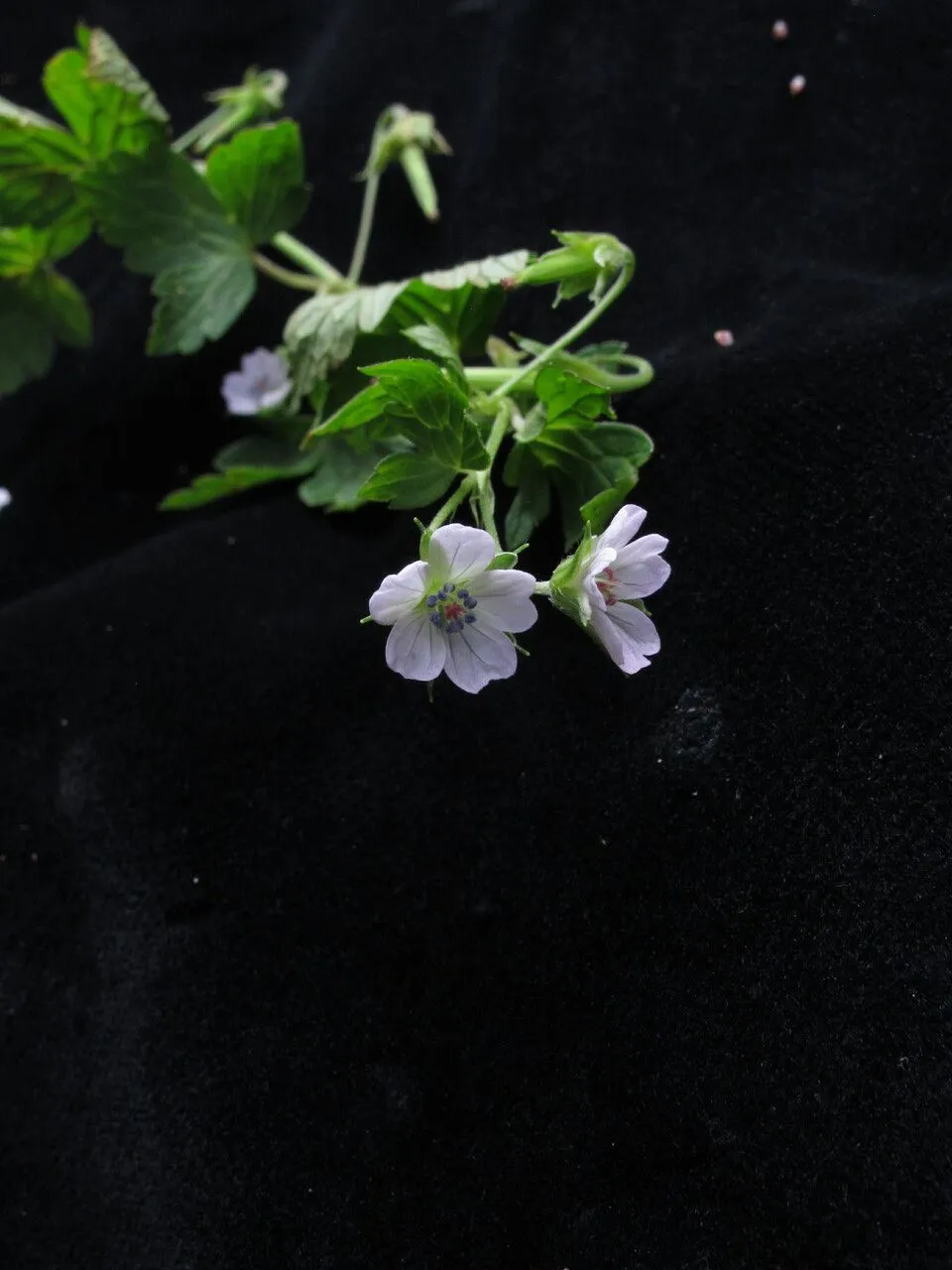 Nepalese crane’s-bill (Geranium nepalense, Geraniaceae 1: t. 12 (1820))