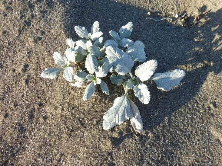 Beachbur (Ambrosia chamissonis, Man. Bot. San Francisco: 188 (1894))