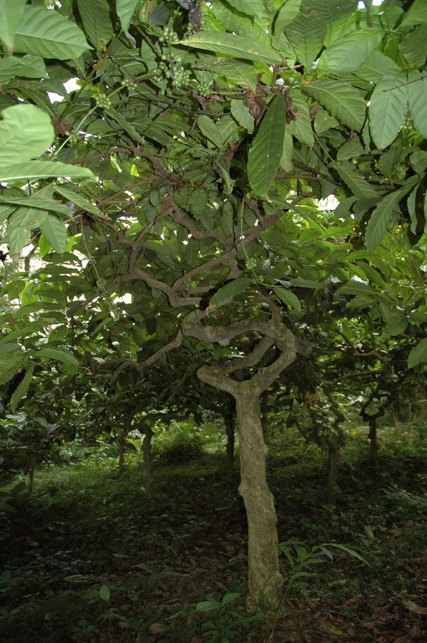 Congo coffeetree (Coffea canephora, Notizbl. Bot. Gart. Berlin-Dahlem 1: 237 (1897))