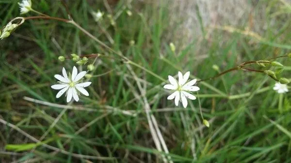 Grass-leaf starwort (Stellaria graminea, Sp. Pl.: 421 (1753))