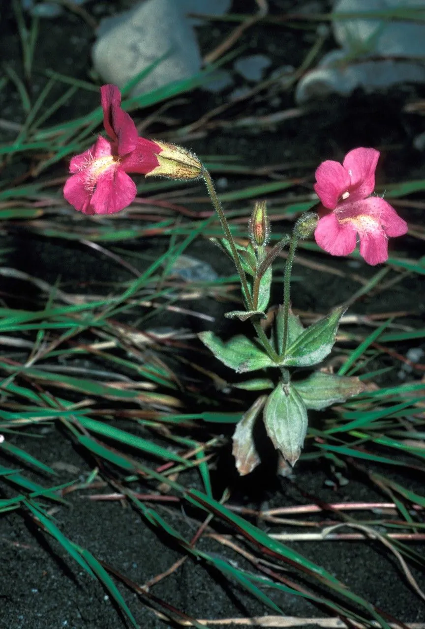 Purple monkeyflower (Erythranthe lewisii, Phytoneuron 2012-39:36. 2012)