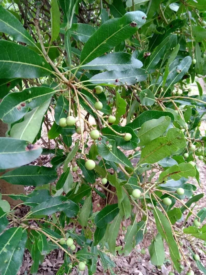 Sparrow’s mango (Buchanania arborescens, Mus. Bot. 1: 183 (1850))