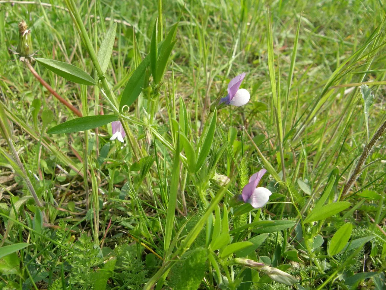 Bithynian vetch (Vicia bithynica, Syst. Nat. ed. 10, 2: 1166 (1759))