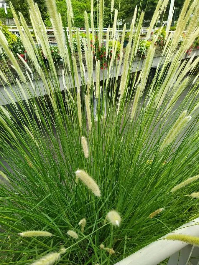 African feather grass (Cenchrus caudatus, Revis. Gen. Pl. 3(2): 346 (1898))