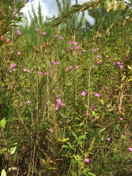 Purple false foxglove (Agalinis purpurea, Bull. Torrey Bot. Club 40: 424 (1913))