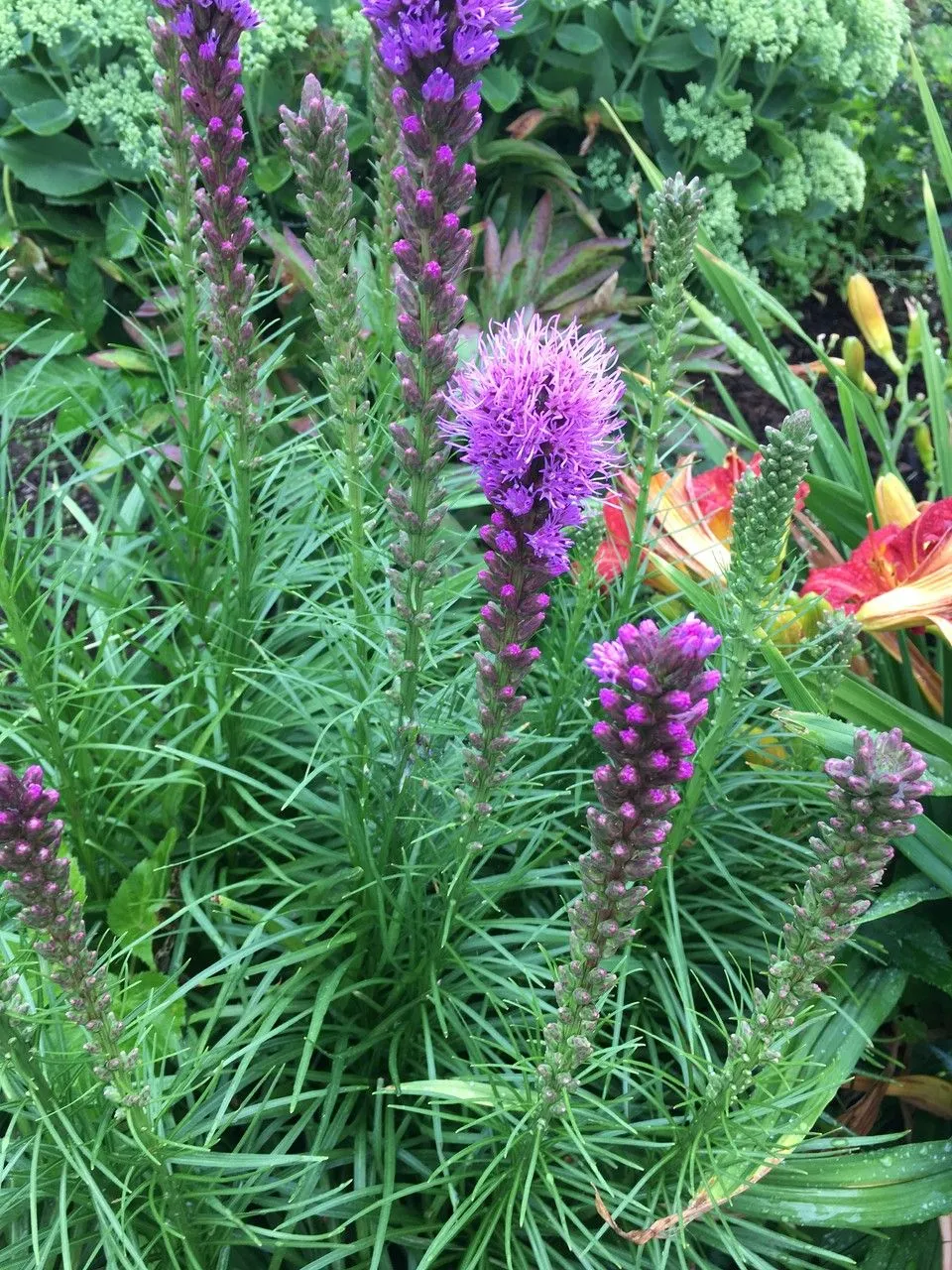 Marsh blazingstar (Liatris spicata, Sp. Pl., ed. 4, 3: 1636 (1803))