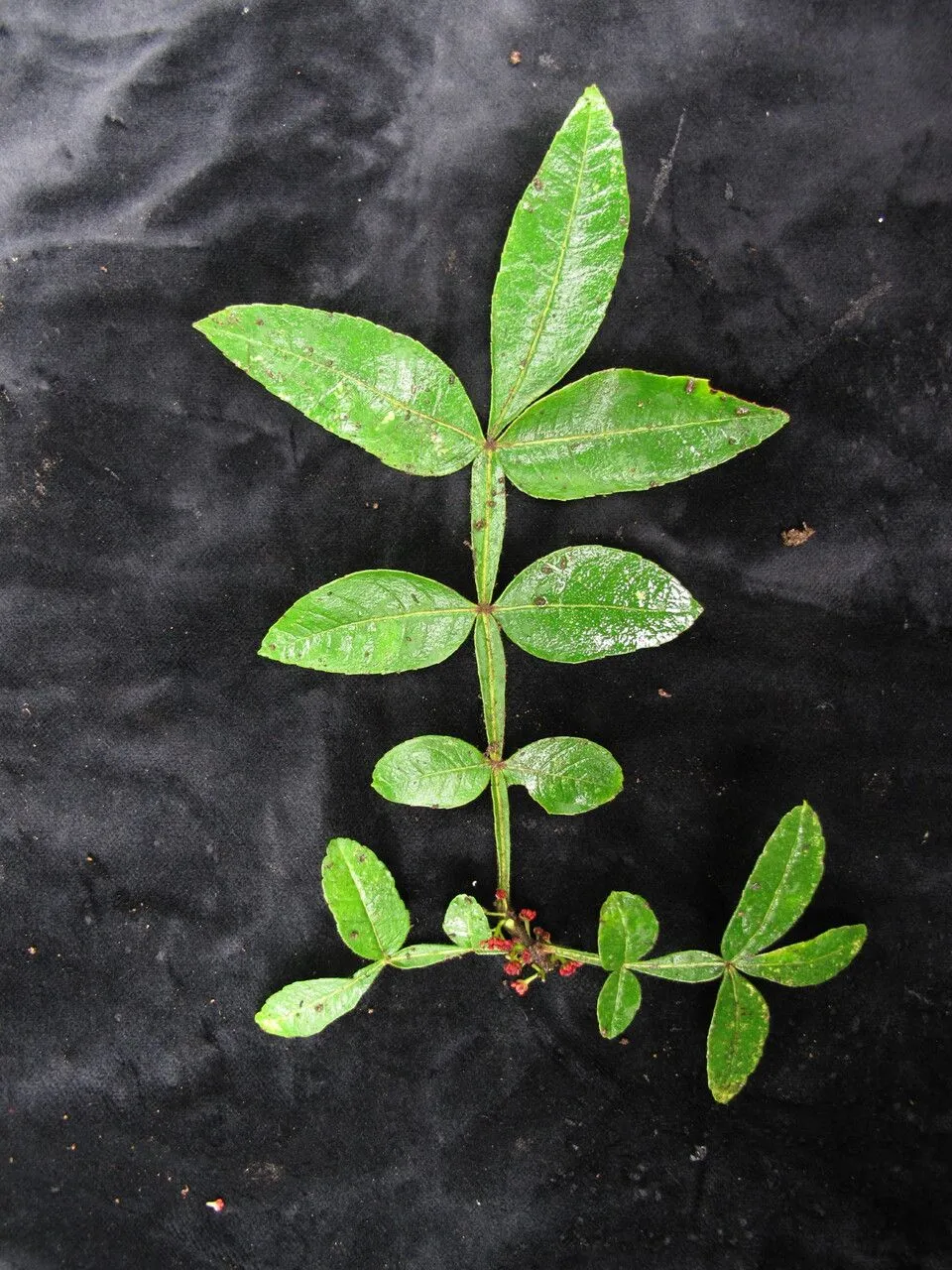 Winged prickly-ash (Zanthoxylum armatum, Prodr. 1:727. 1824)