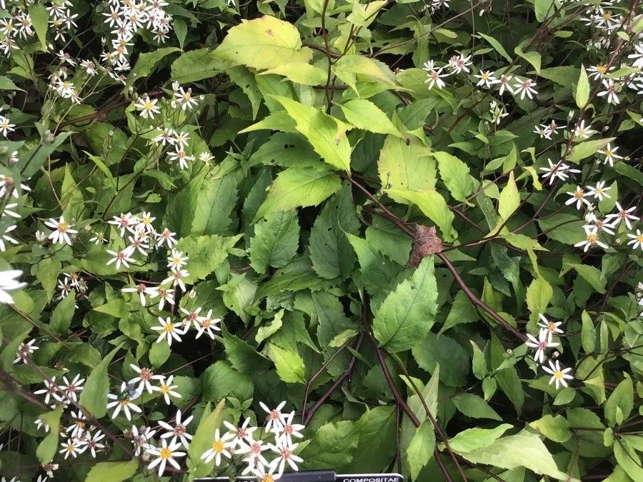 White wood aster (Eurybia divaricata, Phytologia 77: 259 (1995))