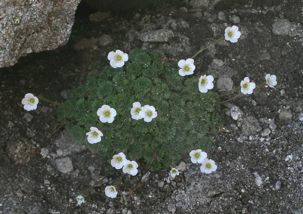 Hairy saxifrage (Saxifraga pubescens, Mém. Acad. Sci. Toulouse 3: 327 (1788))