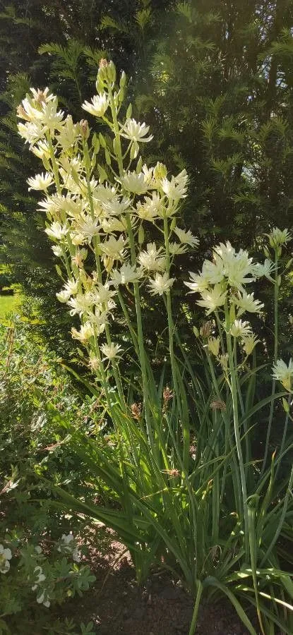 Large camas (Camassia leichtlinii, Proc. Amer. Acad. Arts 20: 376 (1885))