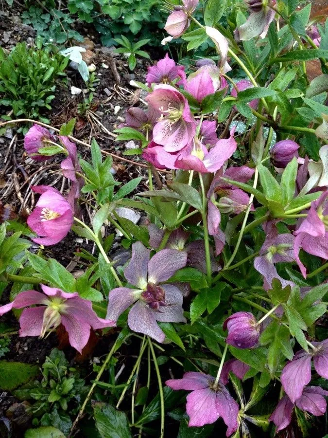 Lenten-rose (Helleborus orientalis, Encycl. 3: 96 (1789))