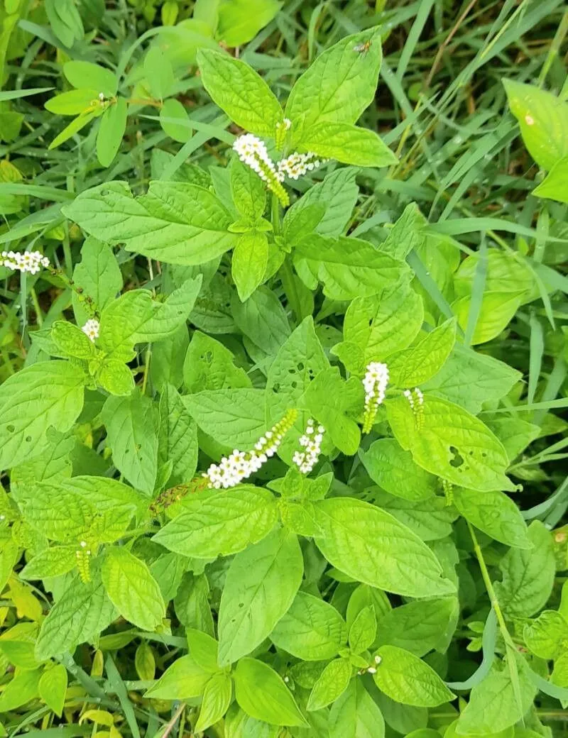 Scorpion’s-tail (Heliotropium angiospermum, Prodr. Stirp. Gott.: 217 (1770))