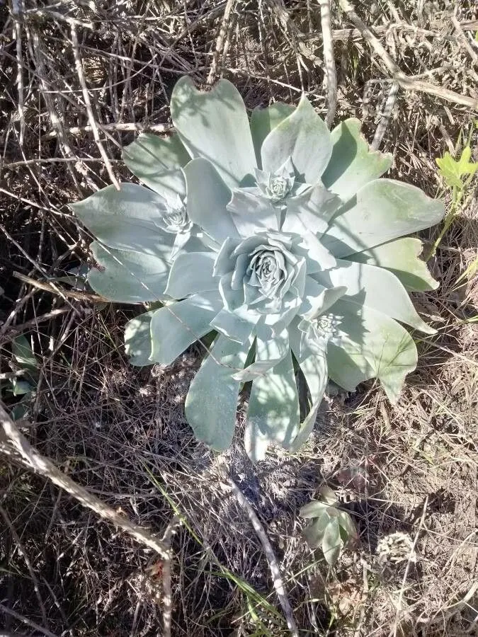 Chalk dudleya (Dudleya pulverulenta, Bull. New York Bot. Gard. 3: 13 (1903))