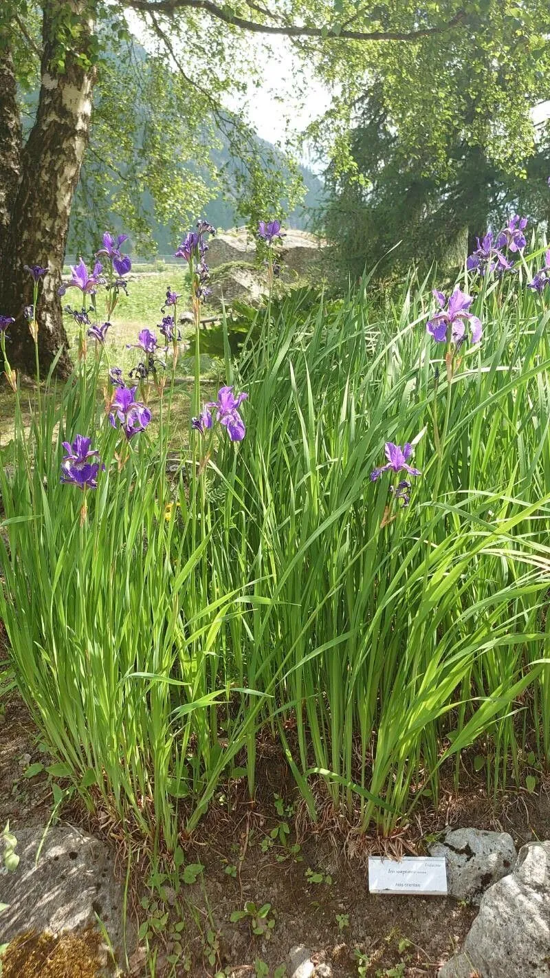 Blood iris (Iris sanguinea, Hort. Bot. Hafn. 1: 58 (1813))